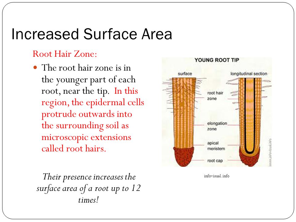 Increased Surface Area Root Hair Zone: The root hair zone is in the younger part of each root, near the tip.