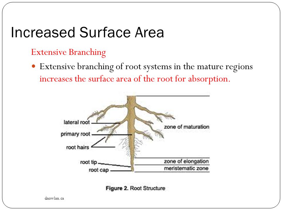 Increased Surface Area Extensive Branching Extensive branching of root systems in the mature regions increases the surface area of the root for absorption.
