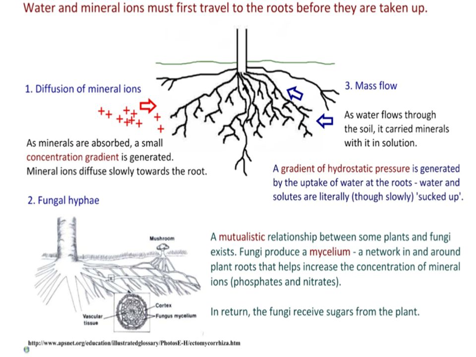 Mechanism Of Uptake And Transport Of Nutrient Ions In Plants