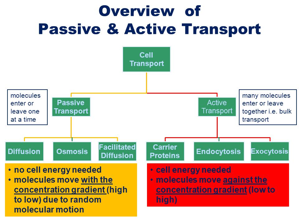 Passive Transport Across A Membrane Overview Of Passive Active Transport Cell Transport Passive Transport Diffusionosmosis Facilitated Diffusion Active Ppt Download