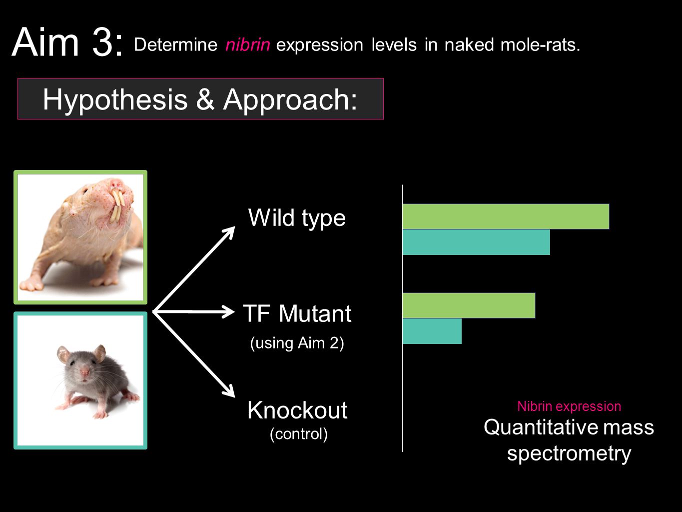 Aim 3: Determine nibrin expression levels in naked mole-rats.