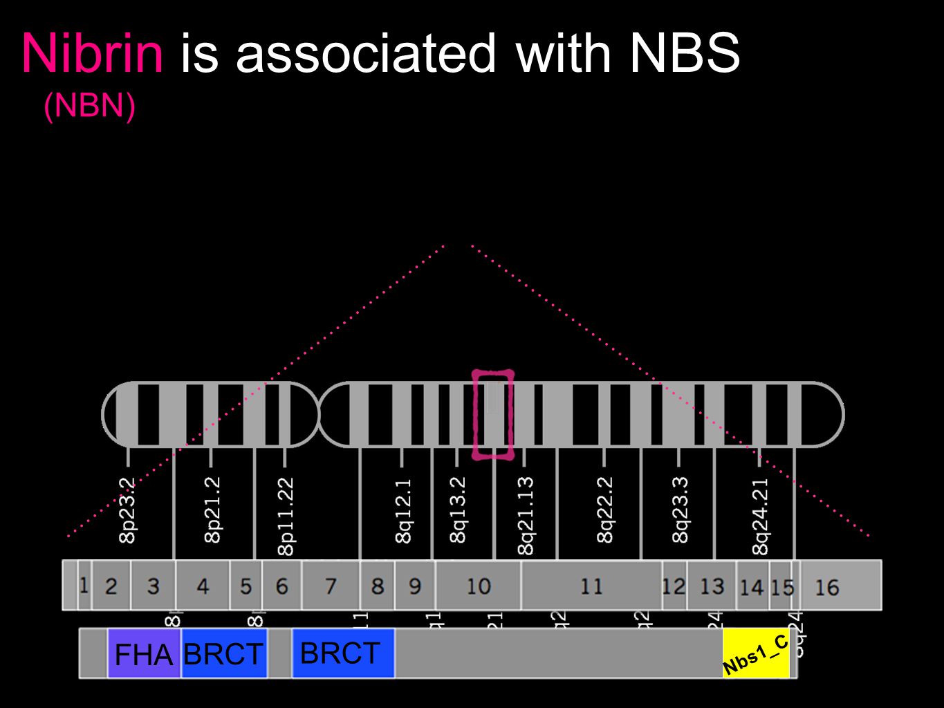 Nibrin is associated with NBS FHA BRCT Nbs1_C (NBN)