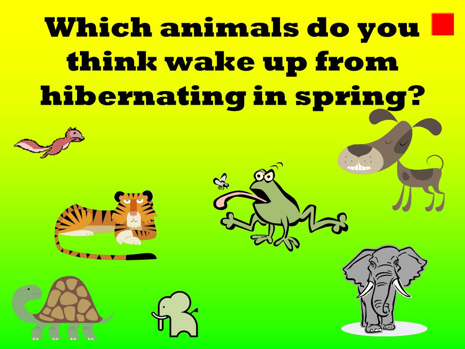 Animals who hibernate do NOT eat and do NOT freeze. All they do is sleep, until spring.