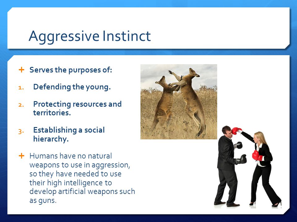 Aggressive Instinct  Serves the purposes of: 1. Defending the young.