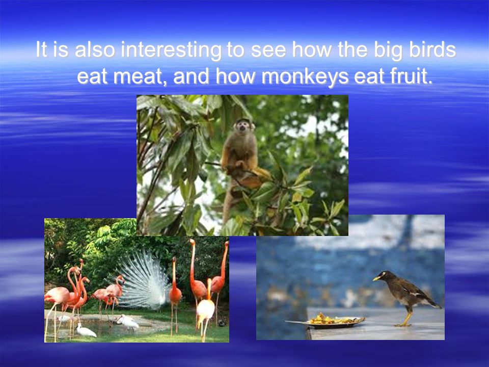 It is also interesting to see how the big birds eat meat, and how monkeys eat fruit.