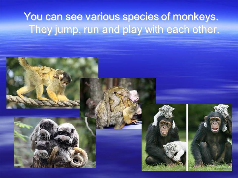 You can see various species of monkeys. They jump, run and play with each other.