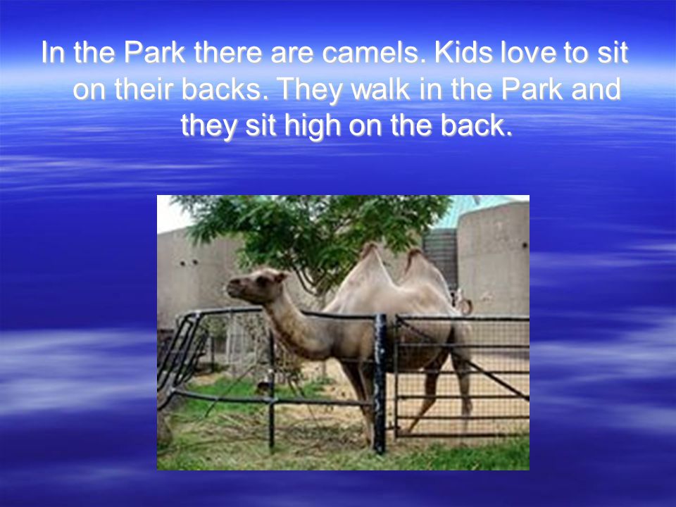 In the Park there are camels. Kids love to sit on their backs.
