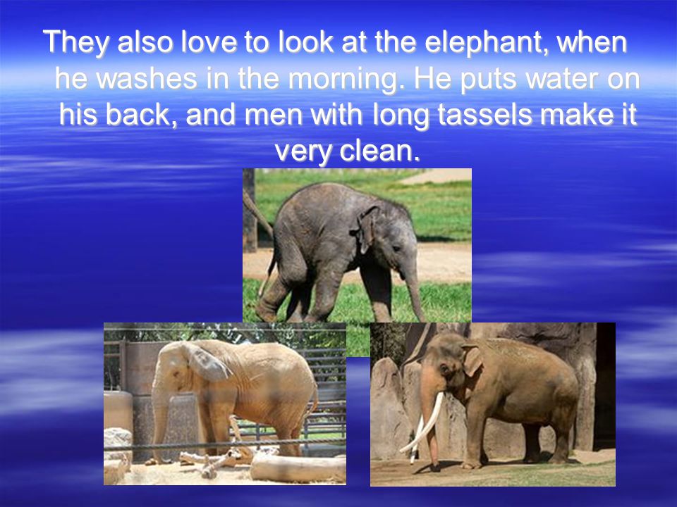 They also love to look at the elephant, when he washes in the morning.