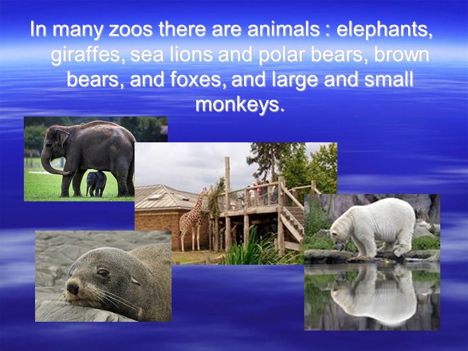 In many zoos there are animals : elephants, giraffes, sea lions and polar bears, brown bears, and foxes, and large and small monkeys.