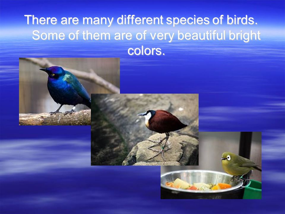There are many different species of birds. Some of them are of very beautiful bright colors.