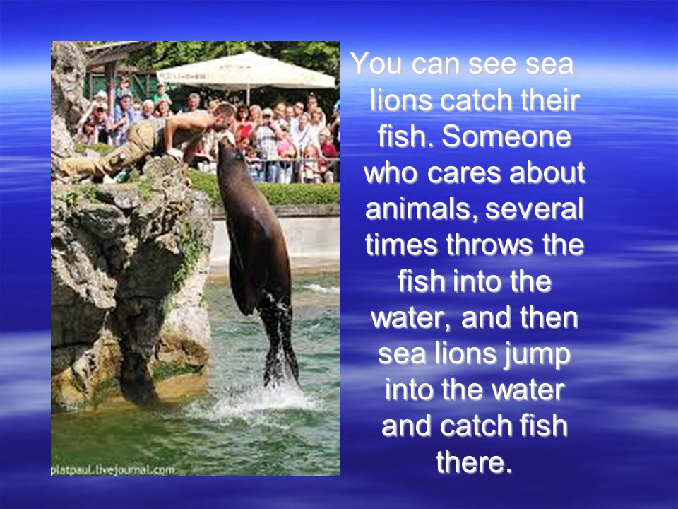 You can see sea lions catch their fish.