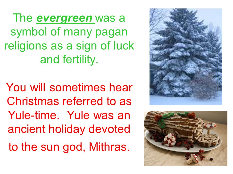 The evergreen was a symbol of many pagan religions as a sign of luck and fertility.