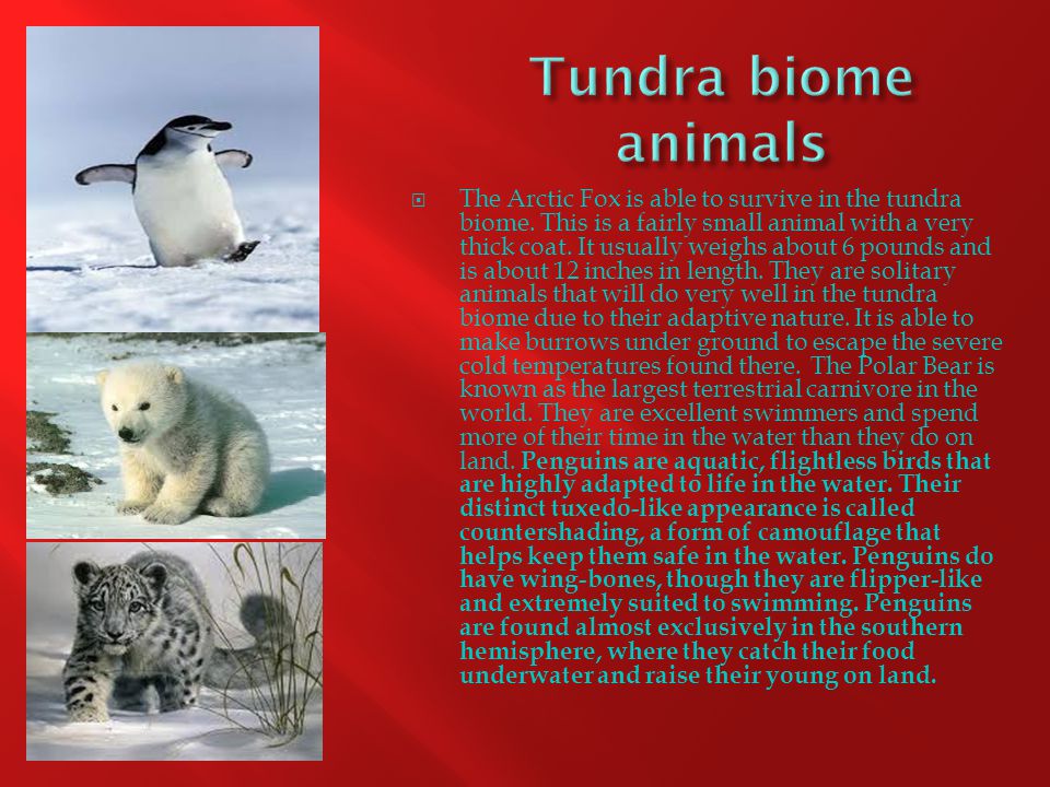 The Amazing Facts Of Tundra Biomes.  The Arctic Fox is able to survive in  the tundra biome. This is a fairly small animal with a very thick coat. It.  - ppt download