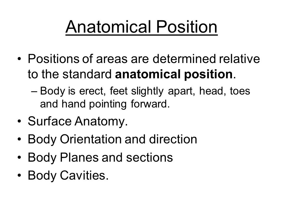 Language Of Anatomy Anatomical Position Positions Of Areas