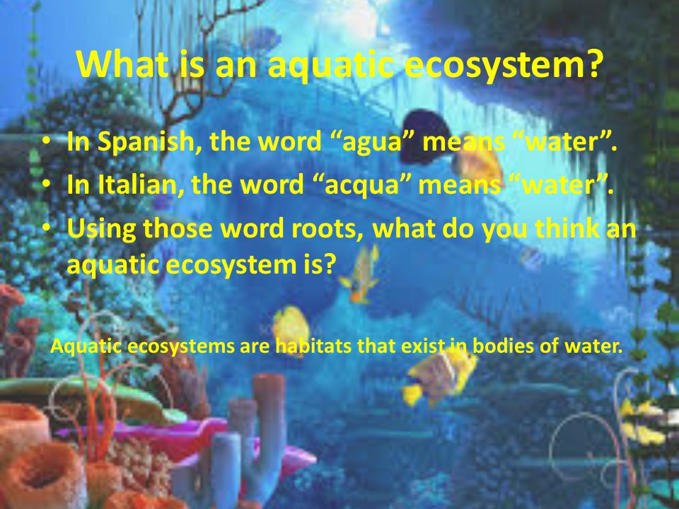 aquatic ecosystems what is