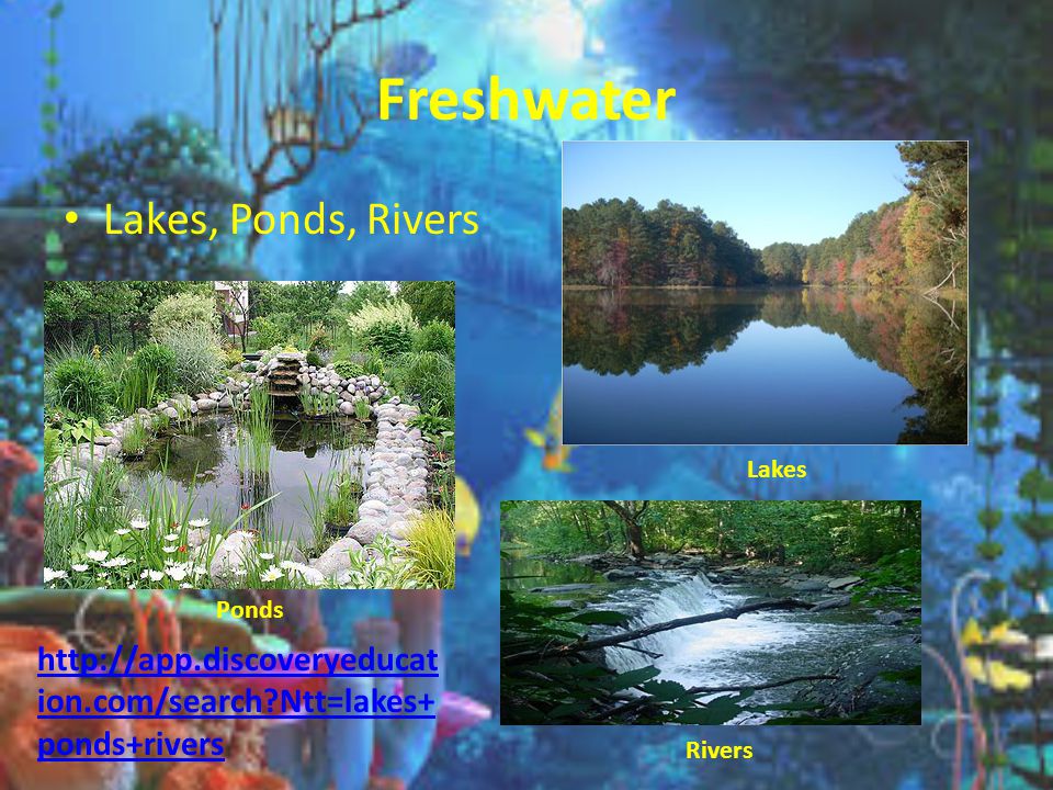 aquatic ecosystems what is