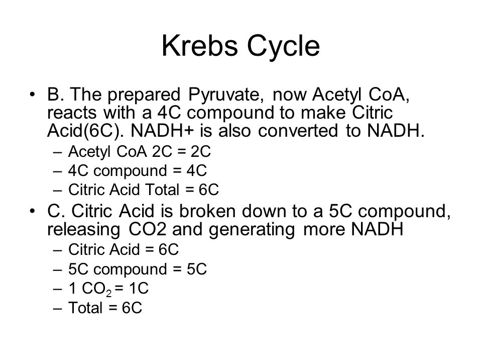 Krebs Cycle B.