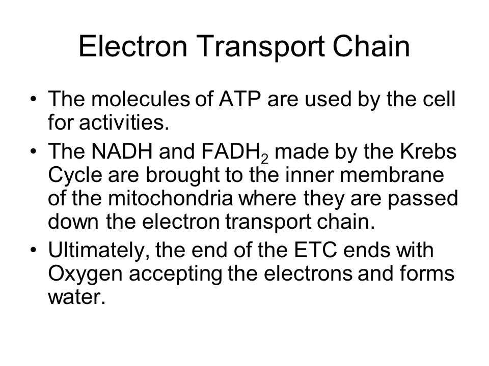 Electron Transport Chain The molecules of ATP are used by the cell for activities.