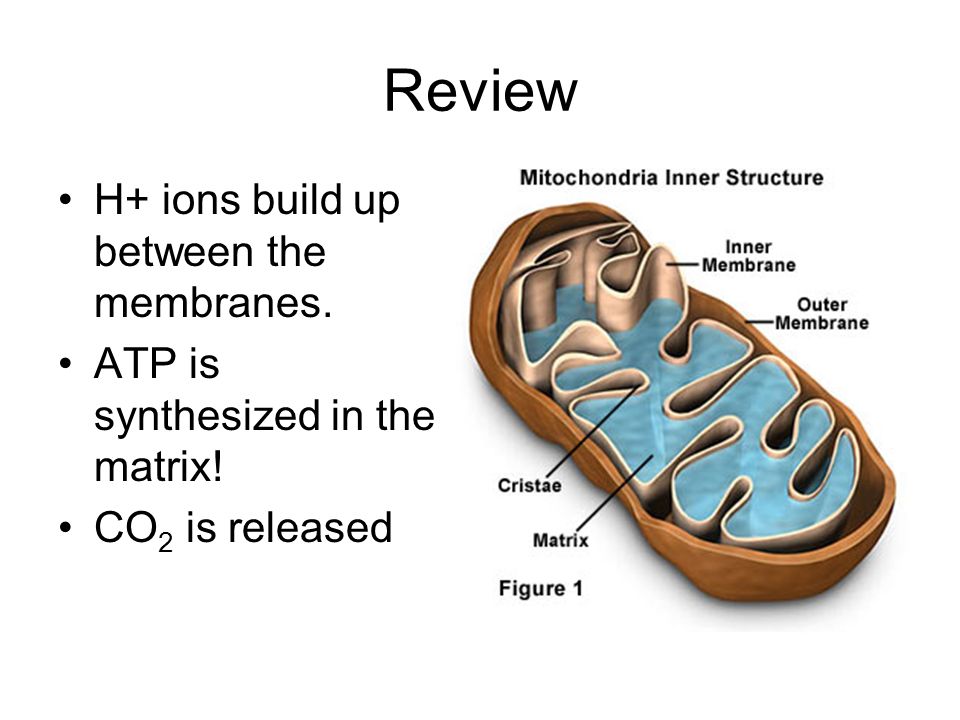 Review H+ ions build up between the membranes. ATP is synthesized in the matrix! CO 2 is released