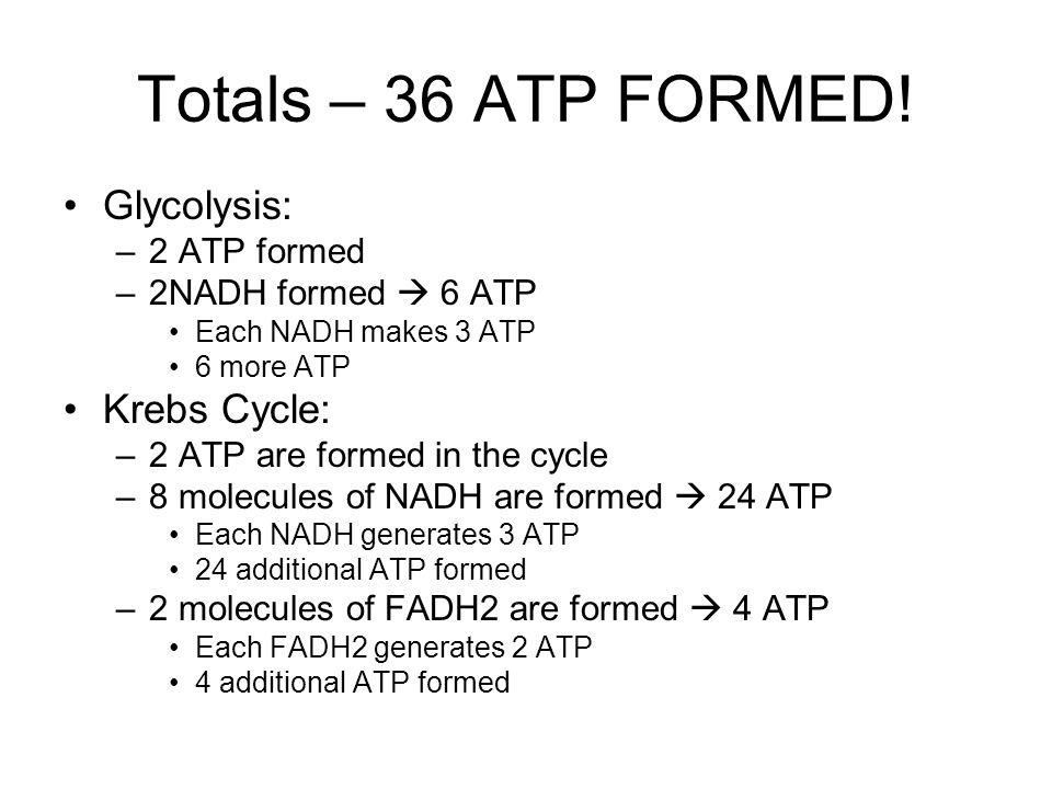 Totals – 36 ATP FORMED.