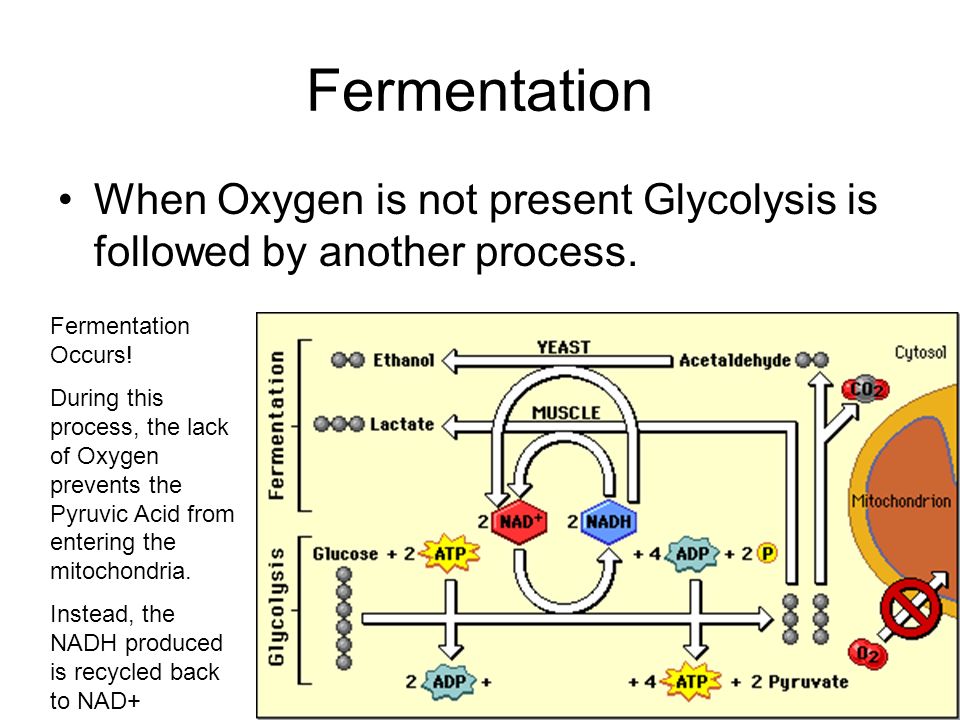 Fermentation When Oxygen is not present Glycolysis is followed by another process.