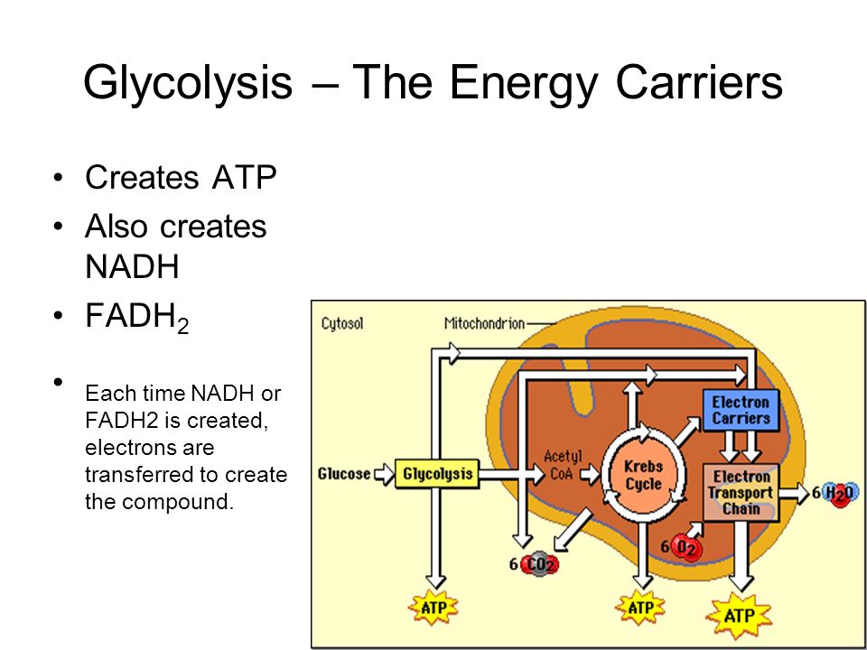 Glycolysis – The Energy Carriers Creates ATP Also creates NADH FADH 2 Each time NADH or FADH2 is created, electrons are transferred to create the compound.