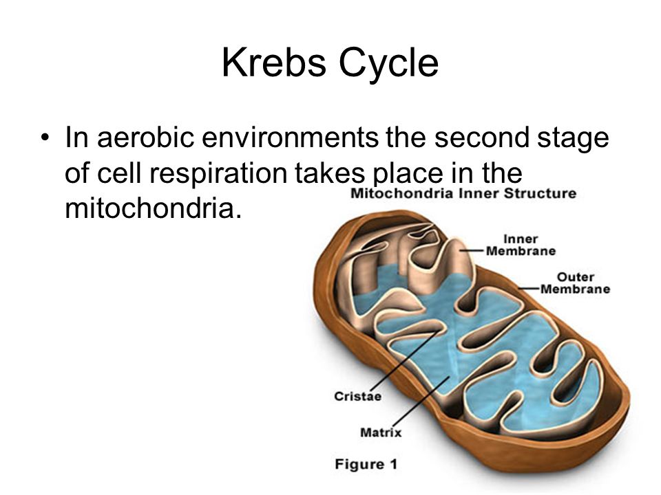 Krebs Cycle In aerobic environments the second stage of cell respiration takes place in the mitochondria.