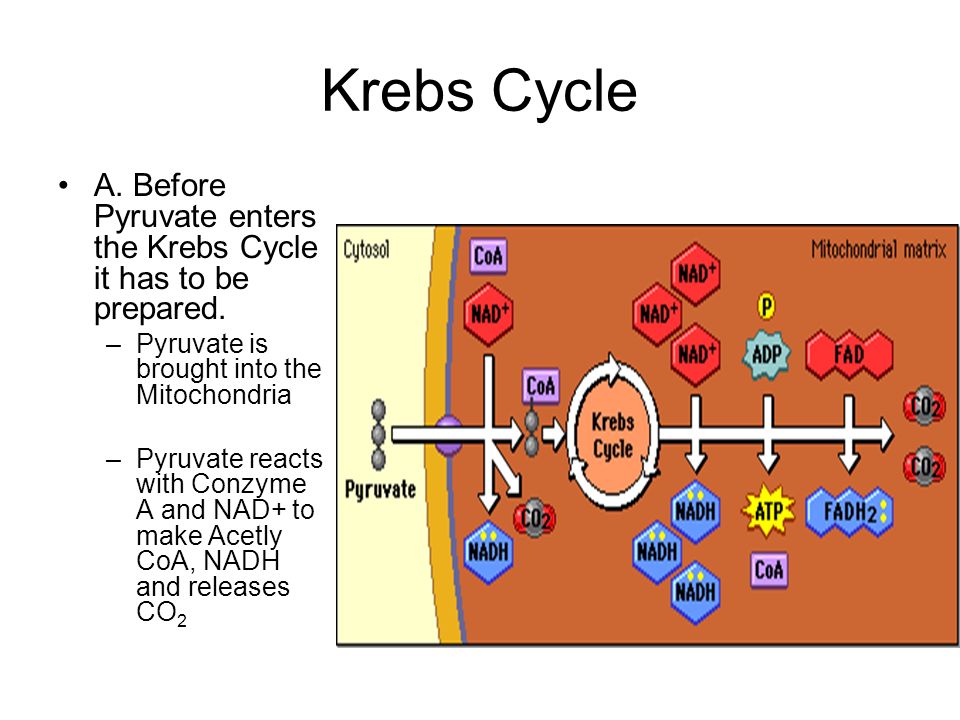 Krebs Cycle A. Before Pyruvate enters the Krebs Cycle it has to be prepared.