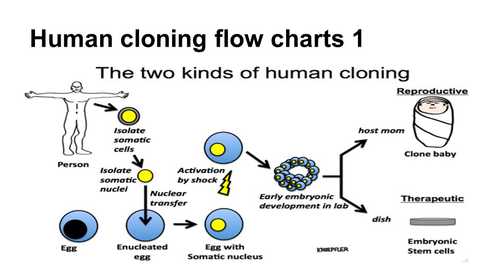 human cloning charts