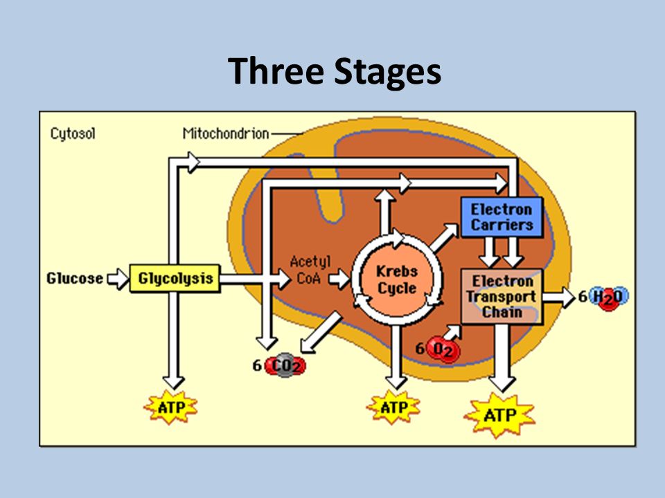 CELLULAR RESPIRATION Breathing Cells. Three Stages. - ppt download