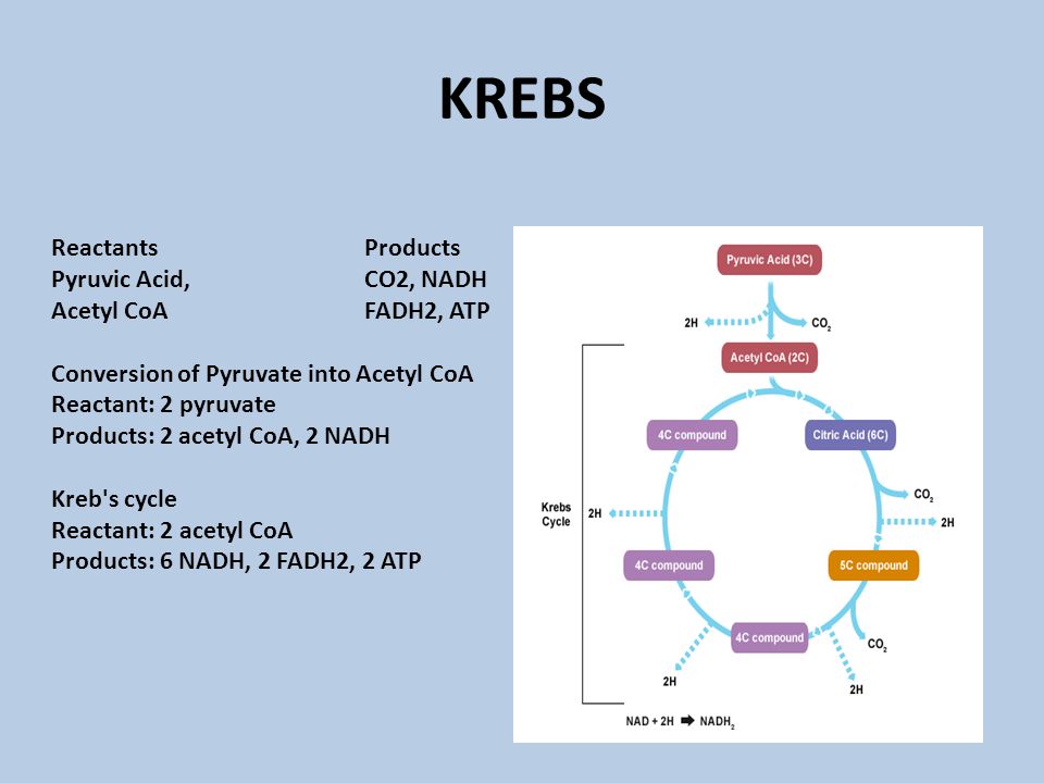 KREBS ReactantsProducts Pyruvic Acid, CO2, NADH Acetyl CoAFADH2, ATP Conver...
