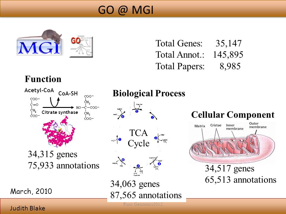 Judith Blake 34,315 genes 75,933 annotations Acetyl-CoA CoA-SH Citrate synthase Function 34,517 genes 65,513 annotations Cellular Component Biological Process 34,063 genes 87,565 annotations TCA Cycle March, 2010 MGI Total Genes: 35,147 Total Annot.:145,895 Total Papers: 8,985 Func Genomics2012