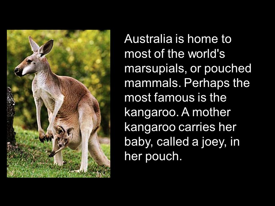 Australia Strange biome--isolation Marsupials  mammals with pouches Kangaroo Koala Wallaby