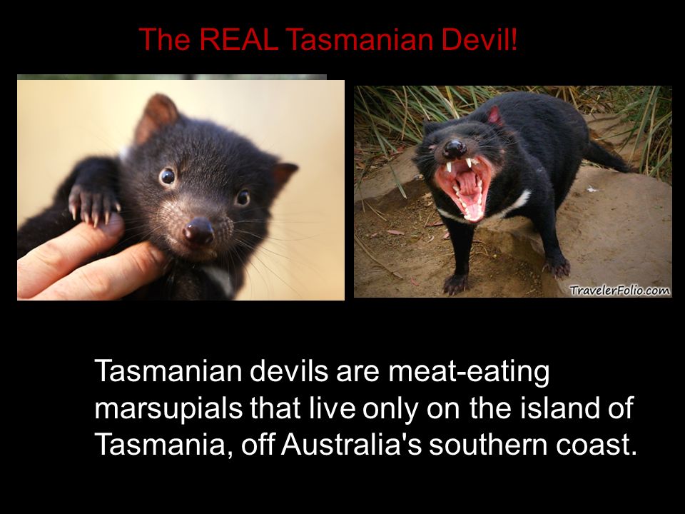 Tasmanian devil NOT!
