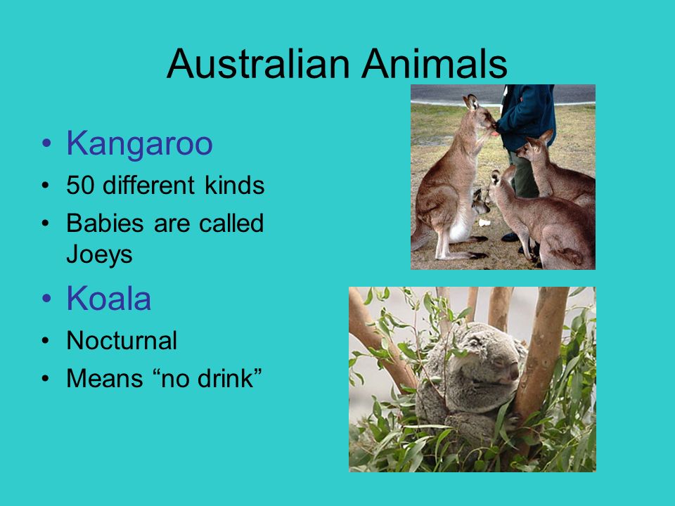 Australian Animals Kangaroo 50 different kinds Babies are called Joeys Koala Nocturnal Means no drink