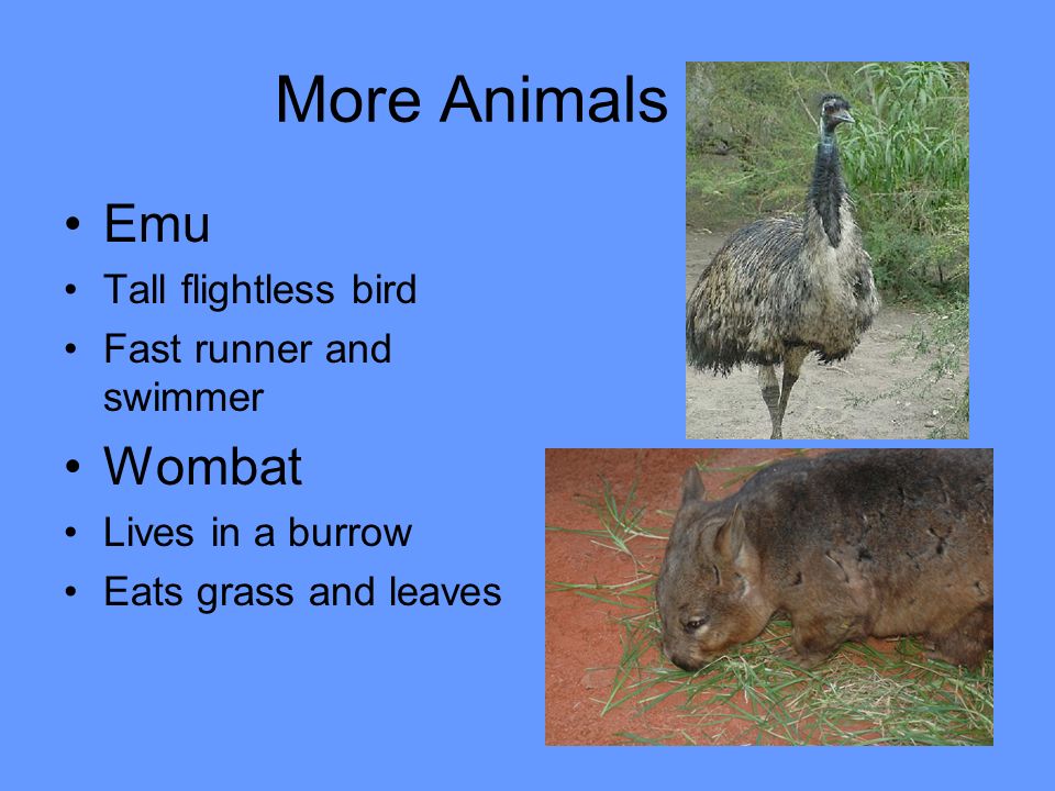 More Animals Emu Tall flightless bird Fast runner and swimmer Wombat Lives in a burrow Eats grass and leaves