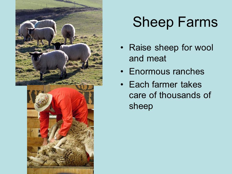 Sheep Farms Raise sheep for wool and meat Enormous ranches Each farmer takes care of thousands of sheep