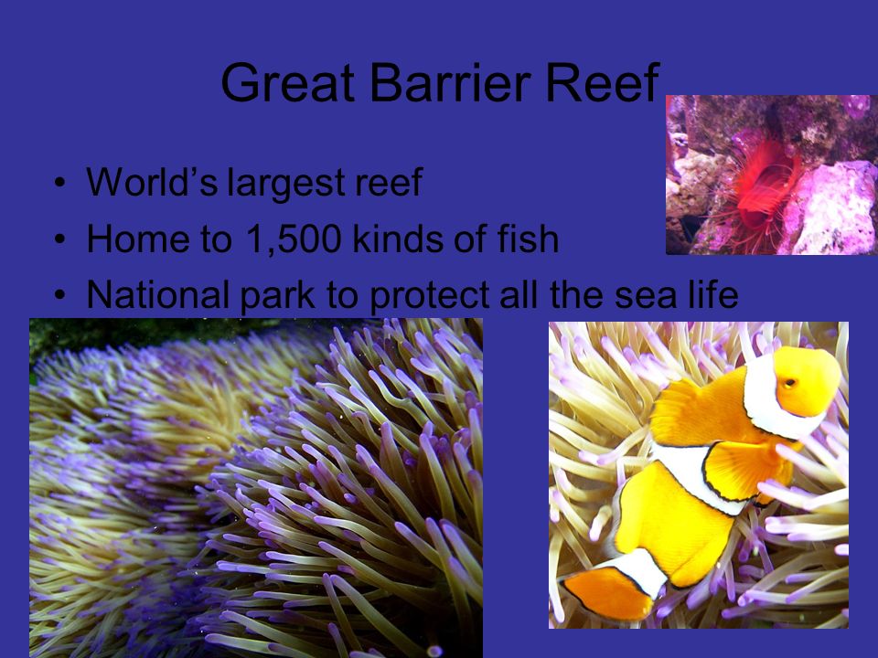 Great Barrier Reef World’s largest reef Home to 1,500 kinds of fish National park to protect all the sea life