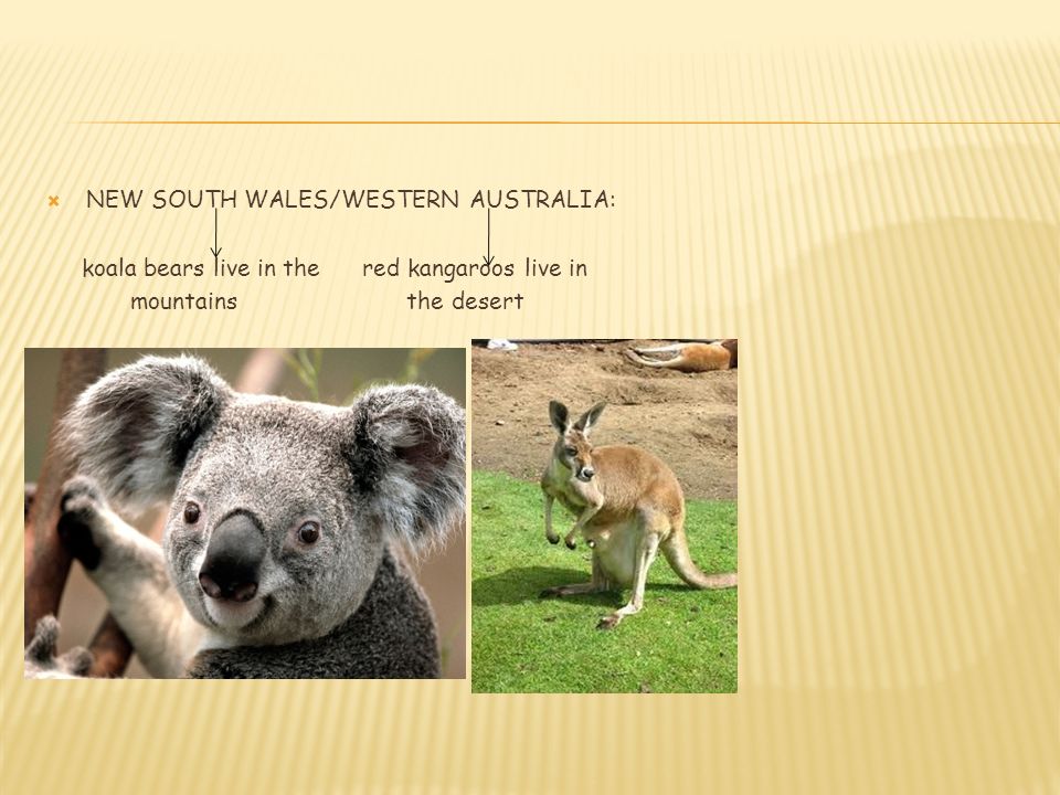  NEW SOUTH WALES/WESTERN AUSTRALIA: koala bears live in the red kangaroos live in mountains the desert