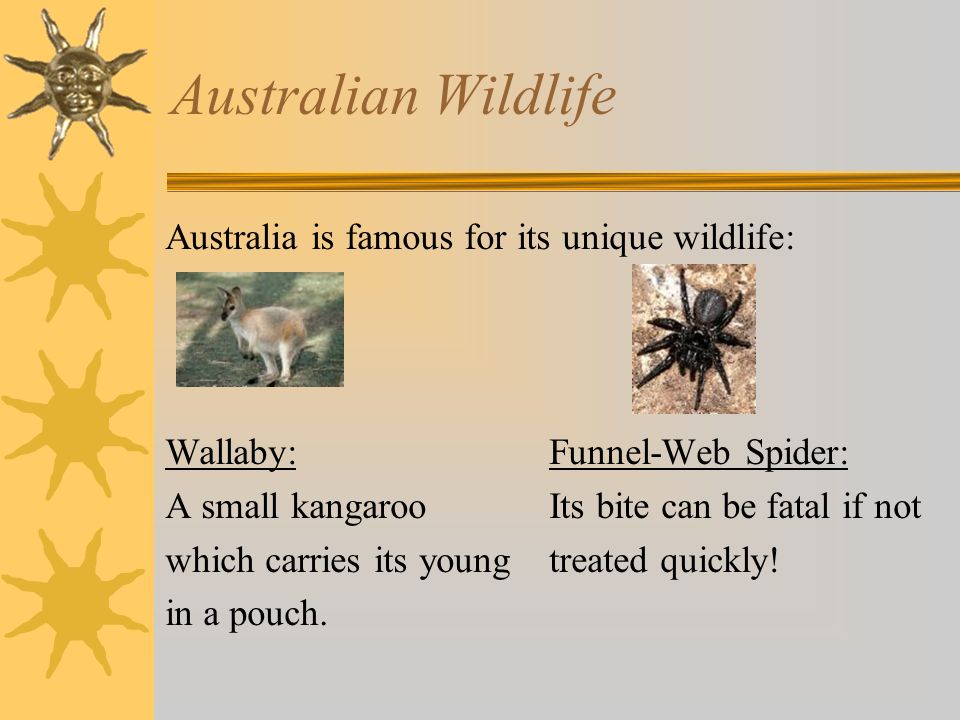 Australian Wildlife Australia is famous for its unique wildlife: Wallaby:Funnel-Web Spider: A small kangarooIts bite can be fatal if not which carries its youngtreated quickly.