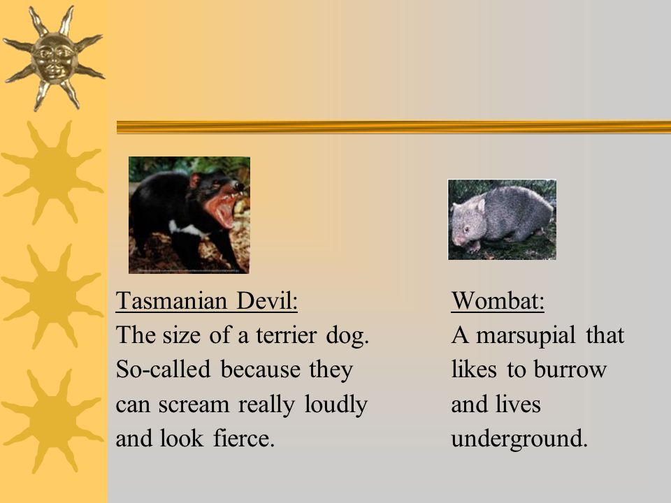 Tasmanian Devil:Wombat: The size of a terrier dog.A marsupial that So-called because they likes to burrow can scream really loudly and lives and look fierce.underground.