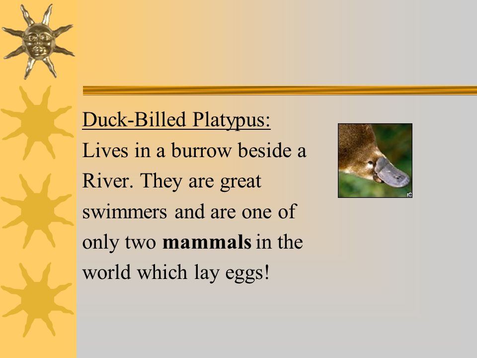 Duck-Billed Platypus: Lives in a burrow beside a River.