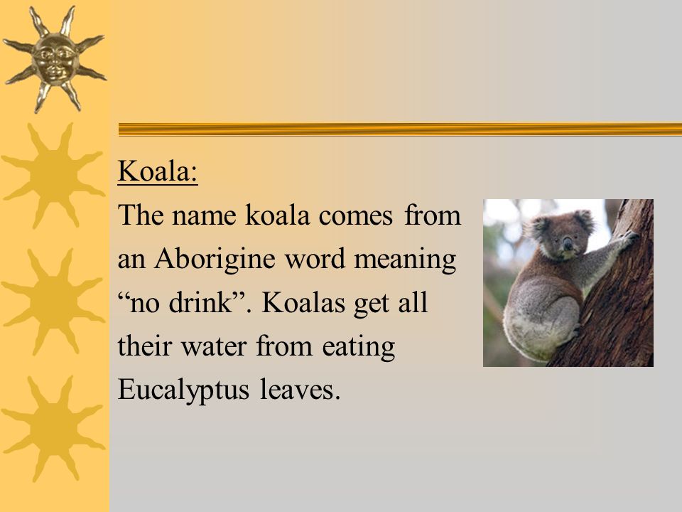 Koala: The name koala comes from an Aborigine word meaning no drink .