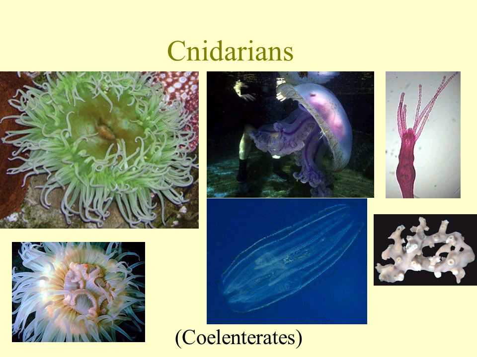 Cnidarians (Coelenterates)