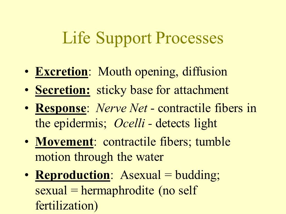 Life Support Processes Excretion: Mouth opening, diffusion Secretion: sticky base for attachment Response: Nerve Net - contractile fibers in the epidermis; Ocelli - detects light Movement: contractile fibers; tumble motion through the water Reproduction: Asexual = budding; sexual = hermaphrodite (no self fertilization)