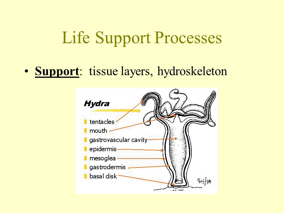Life Support Processes Support: tissue layers, hydroskeleton