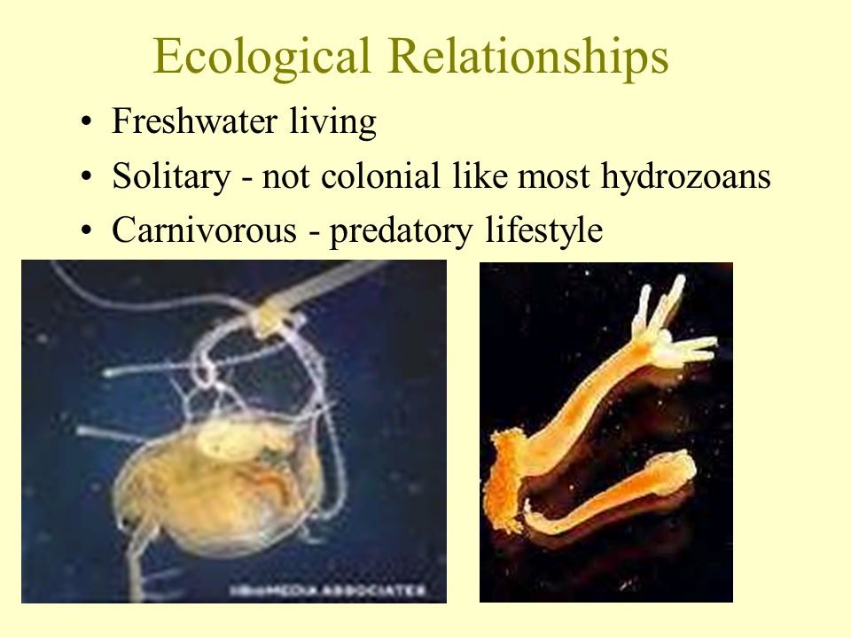 Ecological Relationships Freshwater living Solitary - not colonial like most hydrozoans Carnivorous - predatory lifestyle