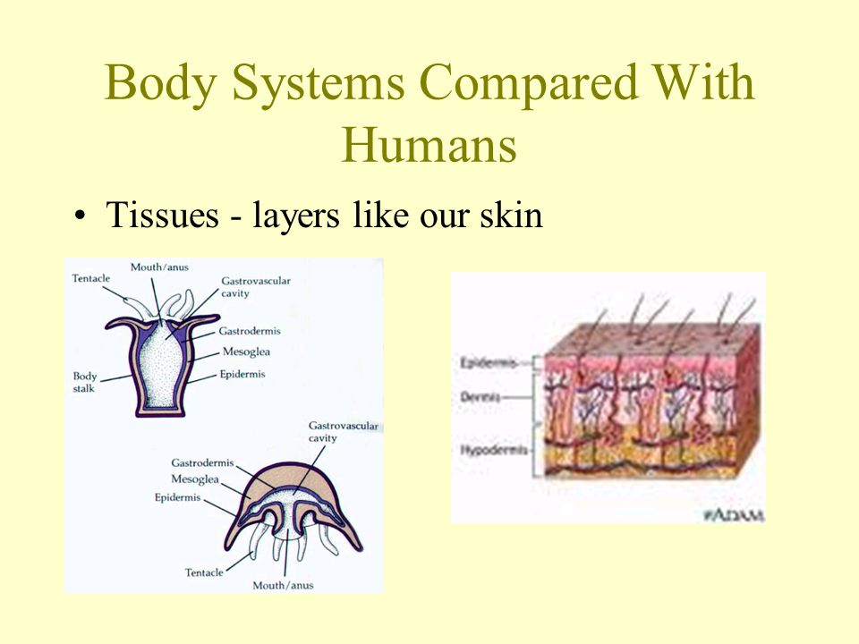 Body Systems Compared With Humans Tissues - layers like our skin