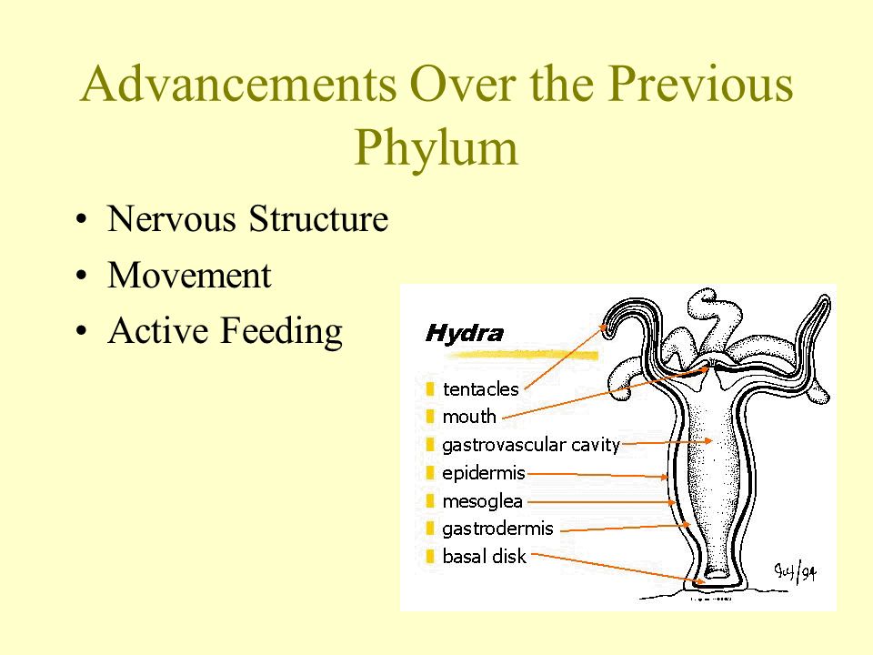 Advancements Over the Previous Phylum Nervous Structure Movement Active Feeding