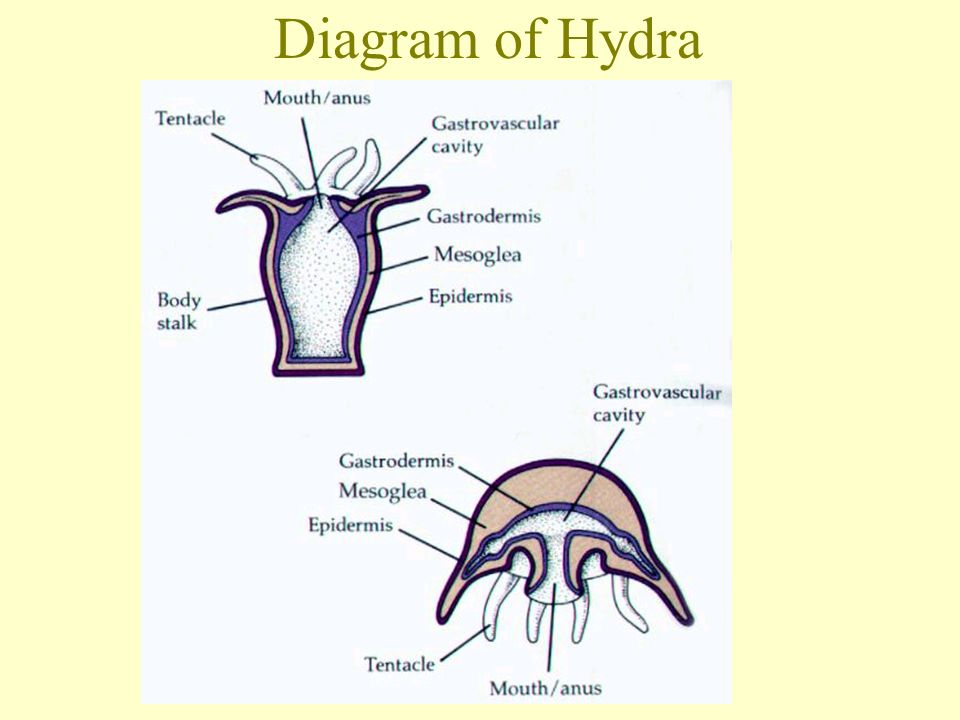 Diagram of Hydra